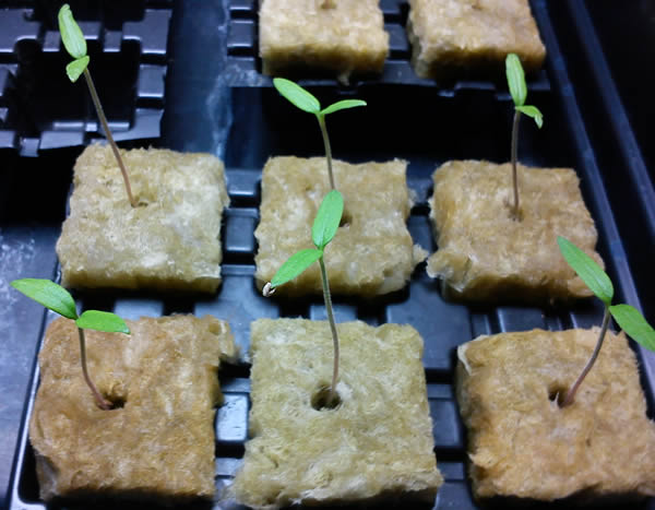 Tomato seedlings 7 days after sowing in rockwool